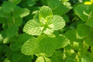 A close up horizontal image of apple mint growing in the garden pictured in light sunshine on a soft focus background.
