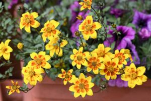 A close up horizontal image of bright yellow and orange bicolored Bidens flowers growing in a container.