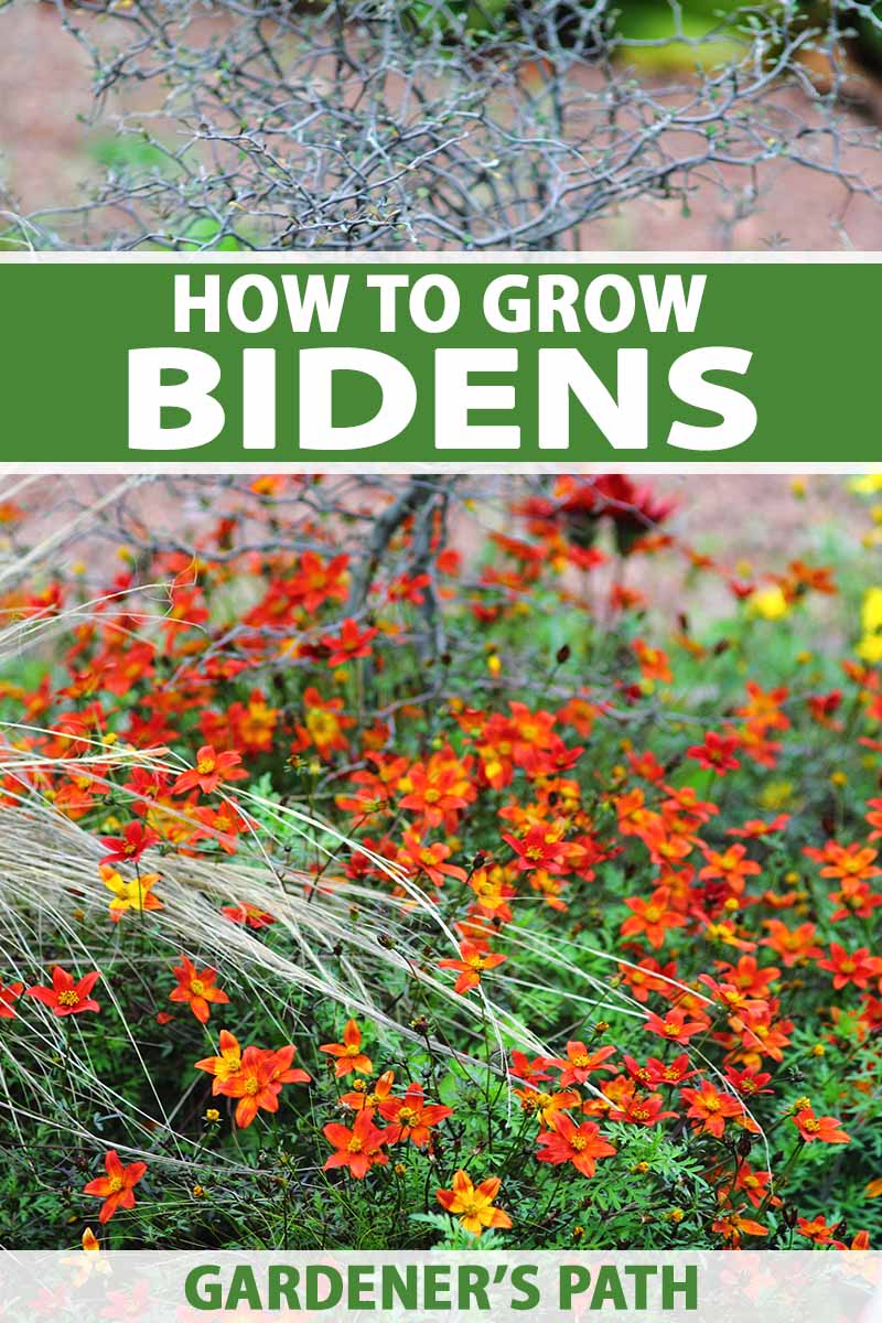 A close up vertical image of pretty red and orange Bidens flowers growing in the garden pictured on a soft focus background. To the top and bottom of the frame is green and white printed text.