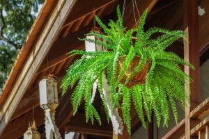A close up horizontal image of a Boston fern growing in a hanging basket under the eaves of a home.
