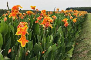 A close up horizontal image of a large stand of red and orange canna lilies flanking a country road.