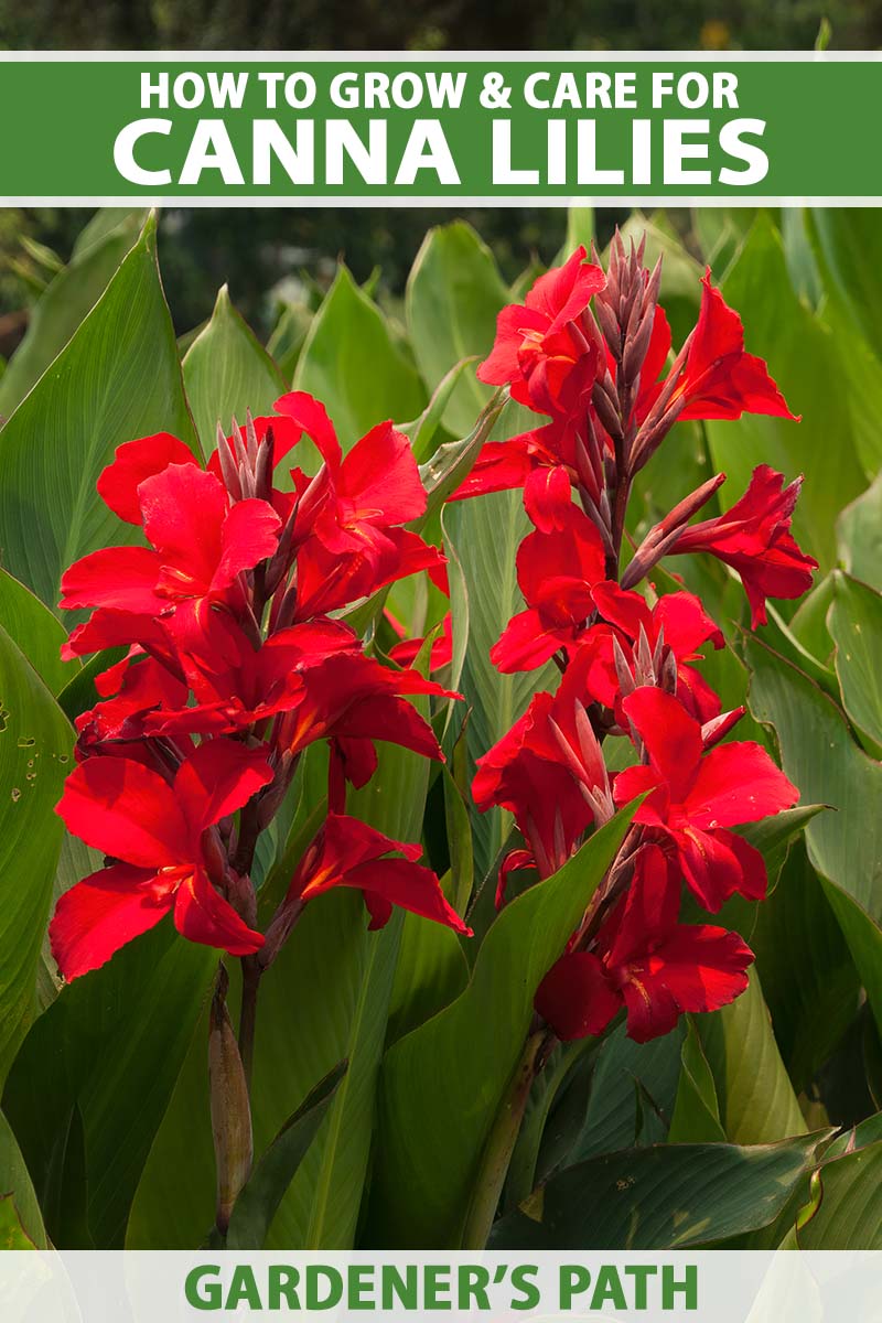 A close up vertical image of bright red canna lilies growing in the garden with foliage in soft focus in the background. To the top and bottom of the frame is green and white printed text.