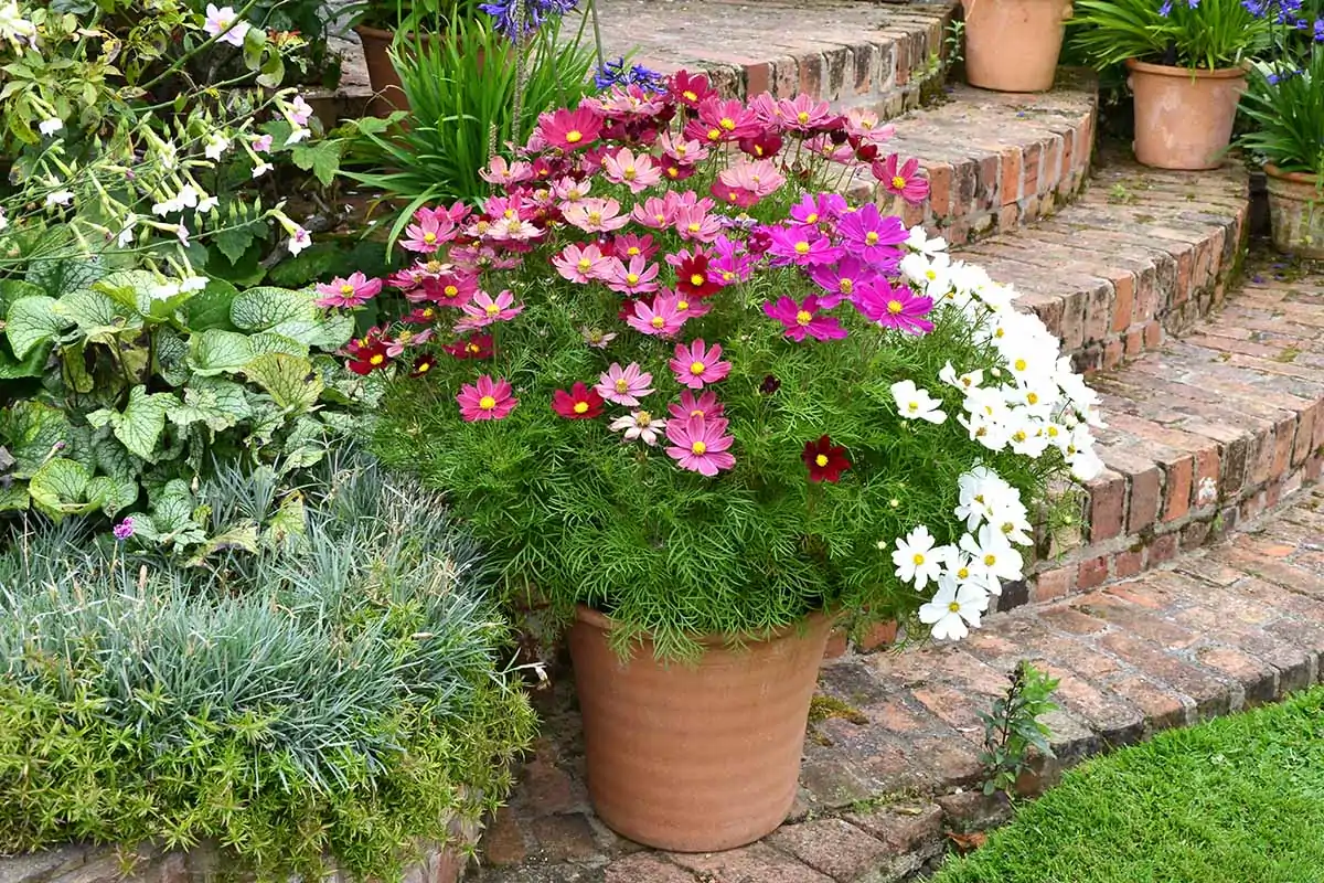A close up horizontal image of a terra cotta pot with pink and white cosmos flowers set by some brick steps next to a garden border.