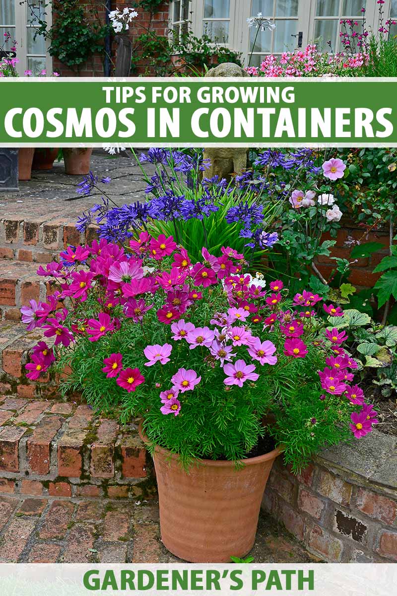 A vertical image of a terra cotta pot planted with cosmos flowers set on brick steps next to a garden border. To the top and bottom of the frame is green and white printed text.