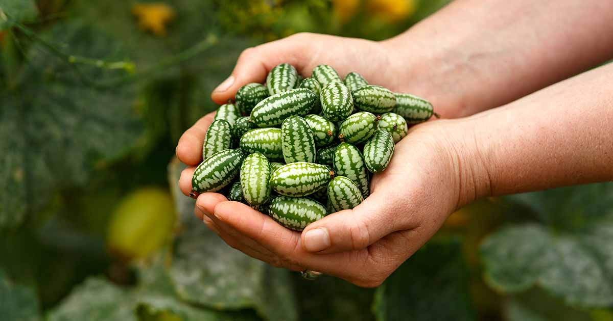 How to Plant and Grow Cucamelons (Mexican Sour Gherkins)