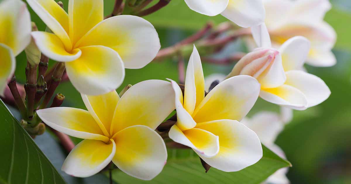 19+ Hawaiian Plant Plumeria - JodanJunxing