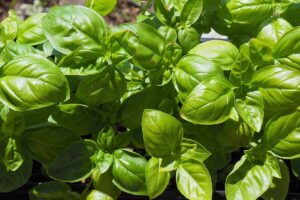 A close up horizontal image of 'Genovese' basil growing in bright sunshine.