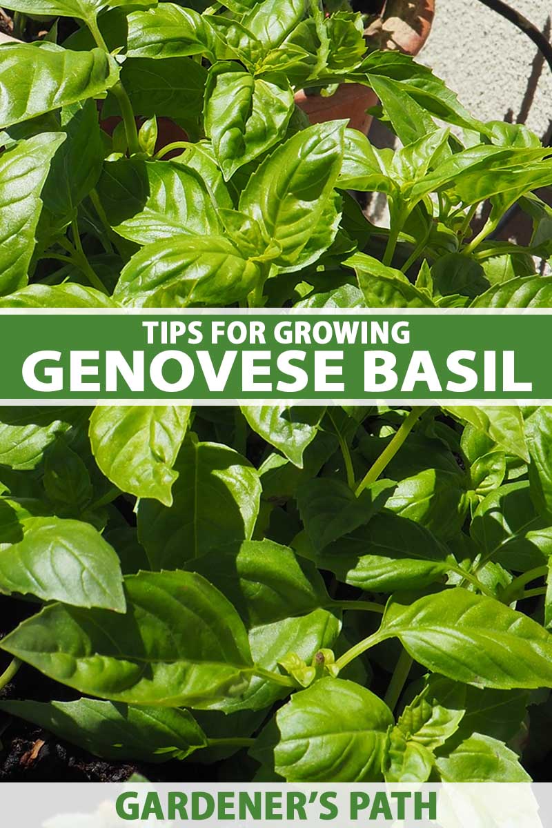 A close up vertical image of 'Genovese' basil growing in containers on a sunny deck. To the center and bottom of the frame is green and white printed text.
