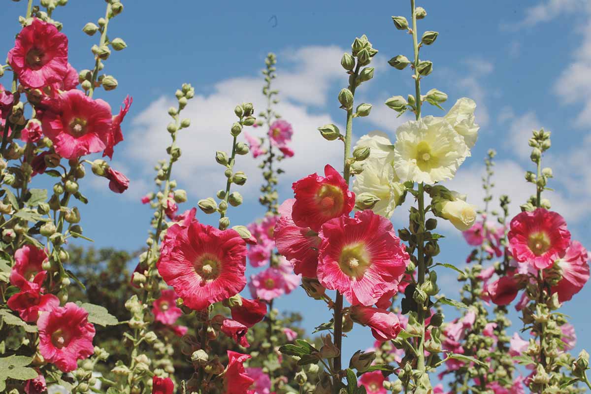 A close up horizontal image of a stand of bright hollyhocks pictured on a blue sky background in bright sunshine.