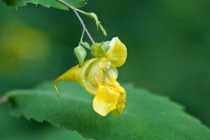 A close up horizontal image of a yellow jewelweed wildflower growing in the garden pictured on a soft focus background.