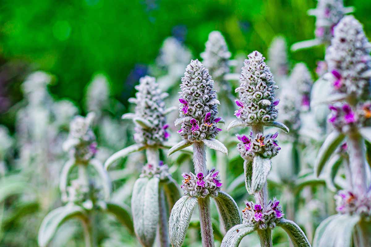 A horizontal image of lamb's ears (Stachys byzantina) in bloom in the garden pictured on a soft focus background.