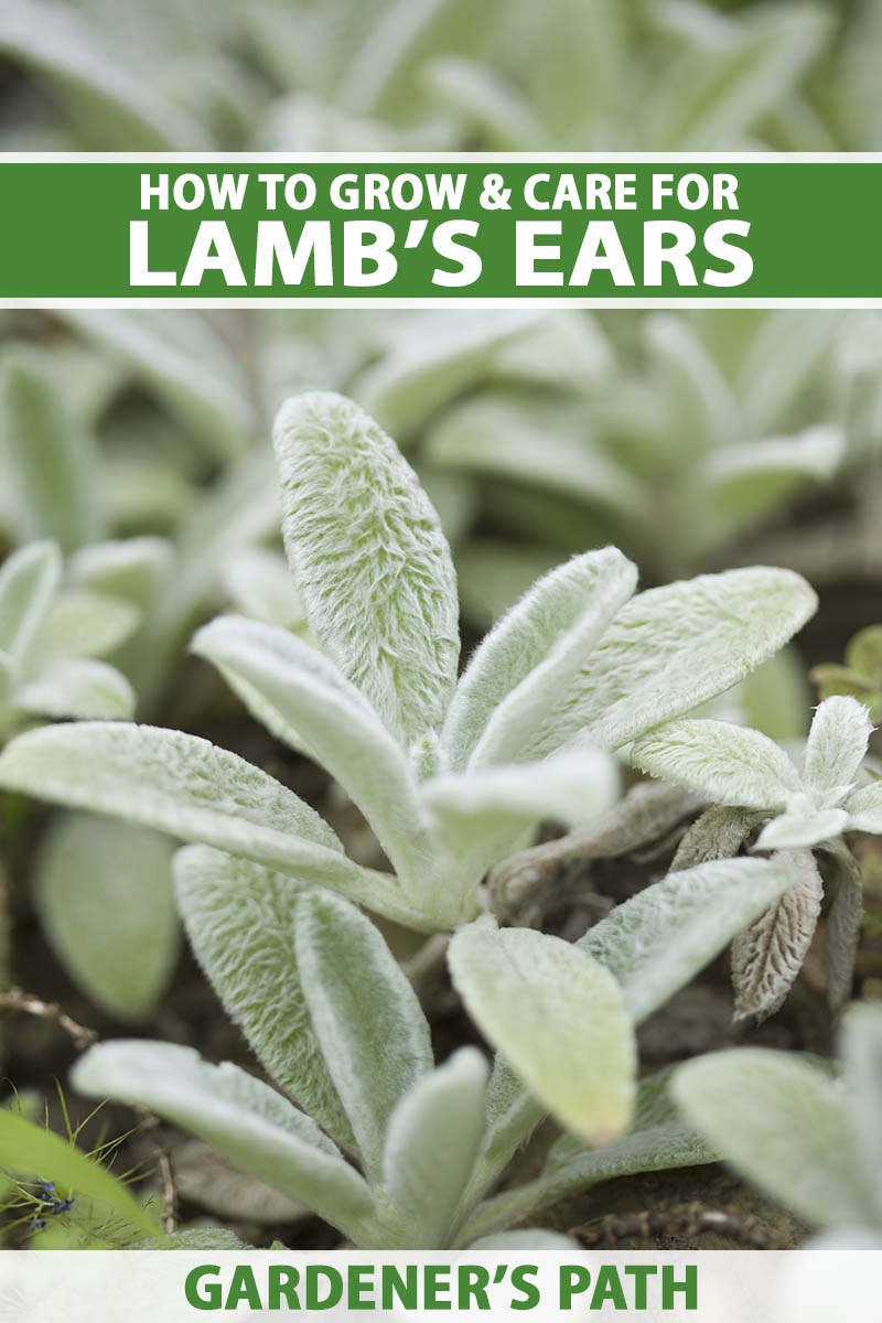 A close up vertical image of lamb's ears (Stachys byzantina) growing in the garden. To the top and bottom of the frame is green and white printed text.