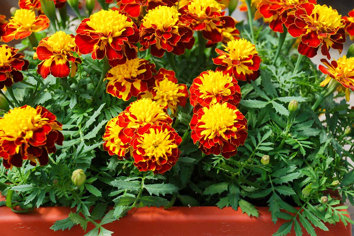 A close up horizontal image of bright red and yellow marigolds growing in containers pictured in bright sunshine.