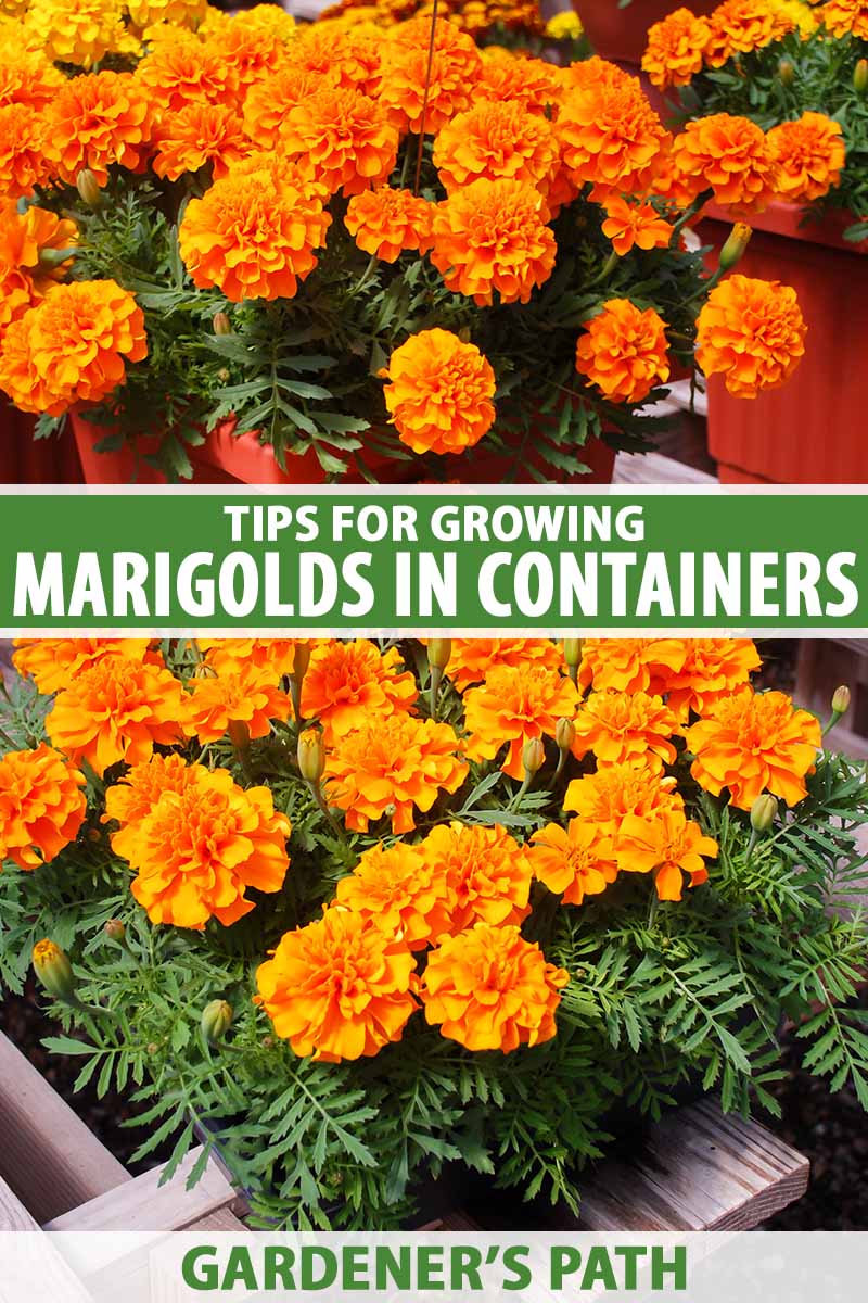 A close up vertical image of marigold flowers growing in containers.  To the center and bottom of the frame is green and white printed text.