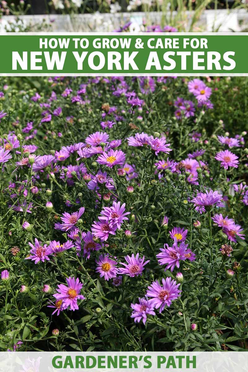 A close up vertical image of New York aster flowers growing in the garden. To the top and bottom of the frame is green and white printed text.