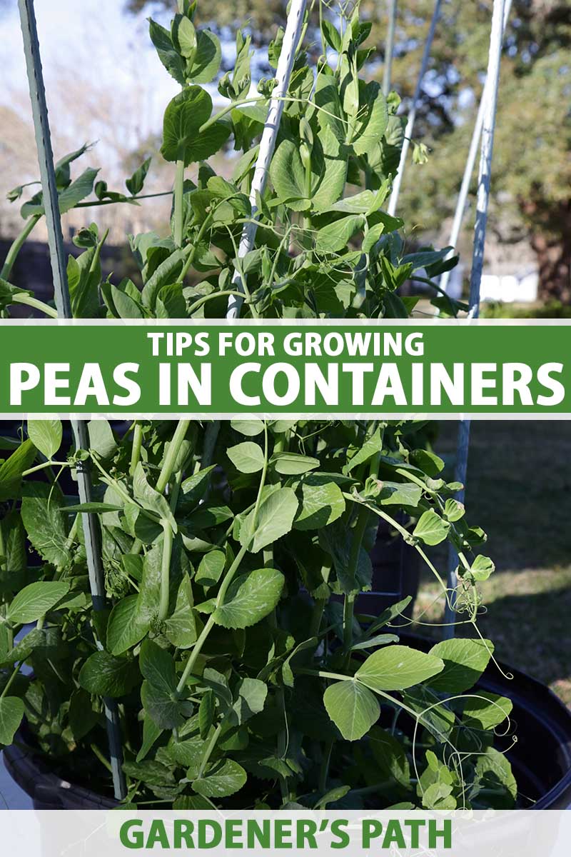 A close up vertical image of pea plants growing in a container with bamboo stakes pictured on a soft focus background. To the center and bottom of the frame is green and white printed text.