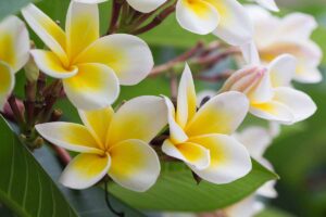 A close up horizontal image of white and yellow frangipani (Plumeria) flowers growing in the garden pictured on a soft focus background.
