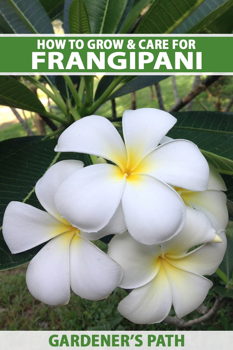 A close up vertical image of white and yellow Plumeria (frangipani) flowers growing in the garden with foliage in soft focus in the background. To the top and bottom of the frame is green and white printed text.