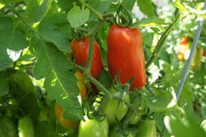 A close up horizontal image of red and green 'San Marzano' tomatoes growing on the vine in the garden pictured in light sunshine.