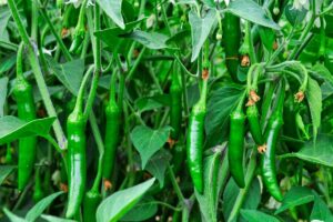 A close up horizontal image of green serrano peppers growing in the garden.