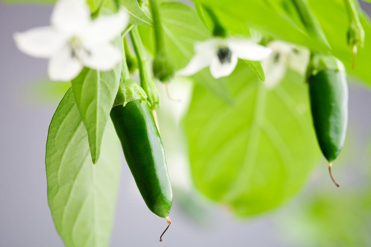 A close up horizontal image of green serrano peppers and white flowers growing on the shrub pictured on a soft focus background.
