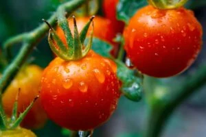 A close up horizontal image of ripe 'Supersweet 100' tomatoes covered with droplets of water pictured on a soft focus background.