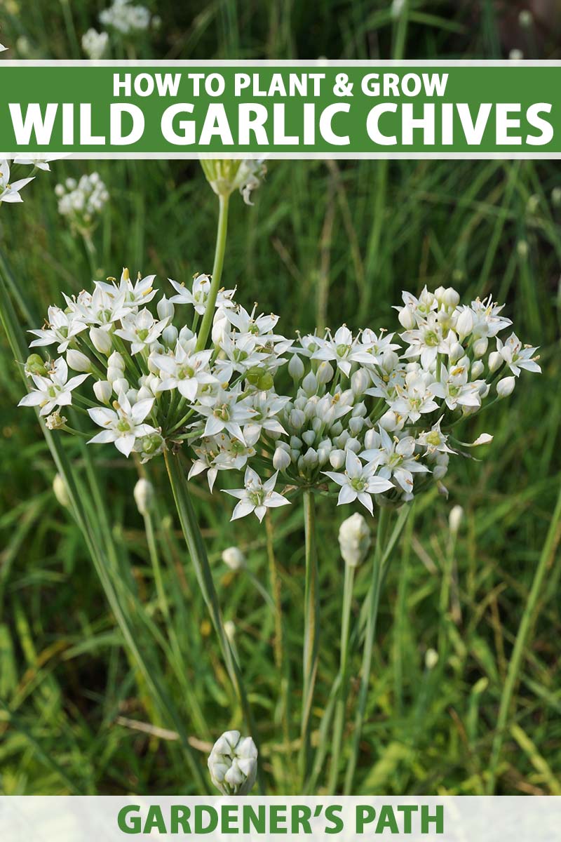 A close up vertical image of flowering garlic chives growing in the garden. To the top and bottom of the frame is green and white printed text.