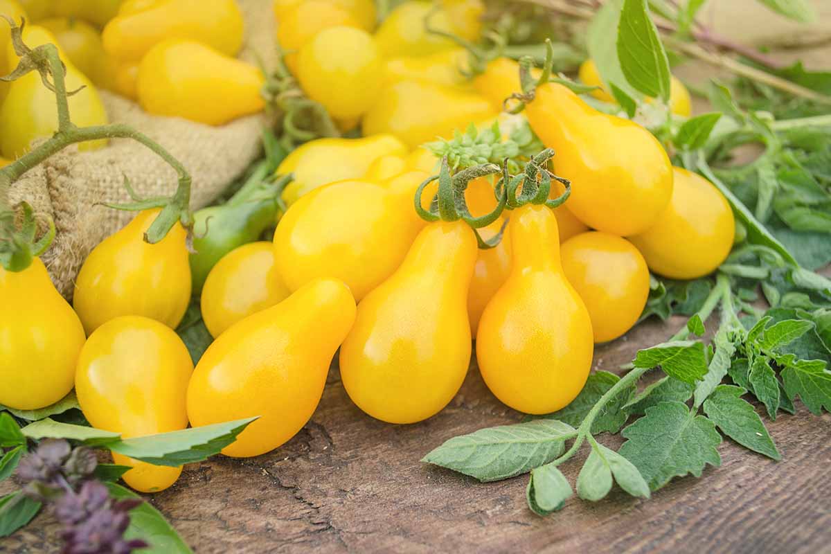A close up horizontal image of freshly harvested 'Yellow Pear' tomatoes set on a wooden surface surrounded by foliage.