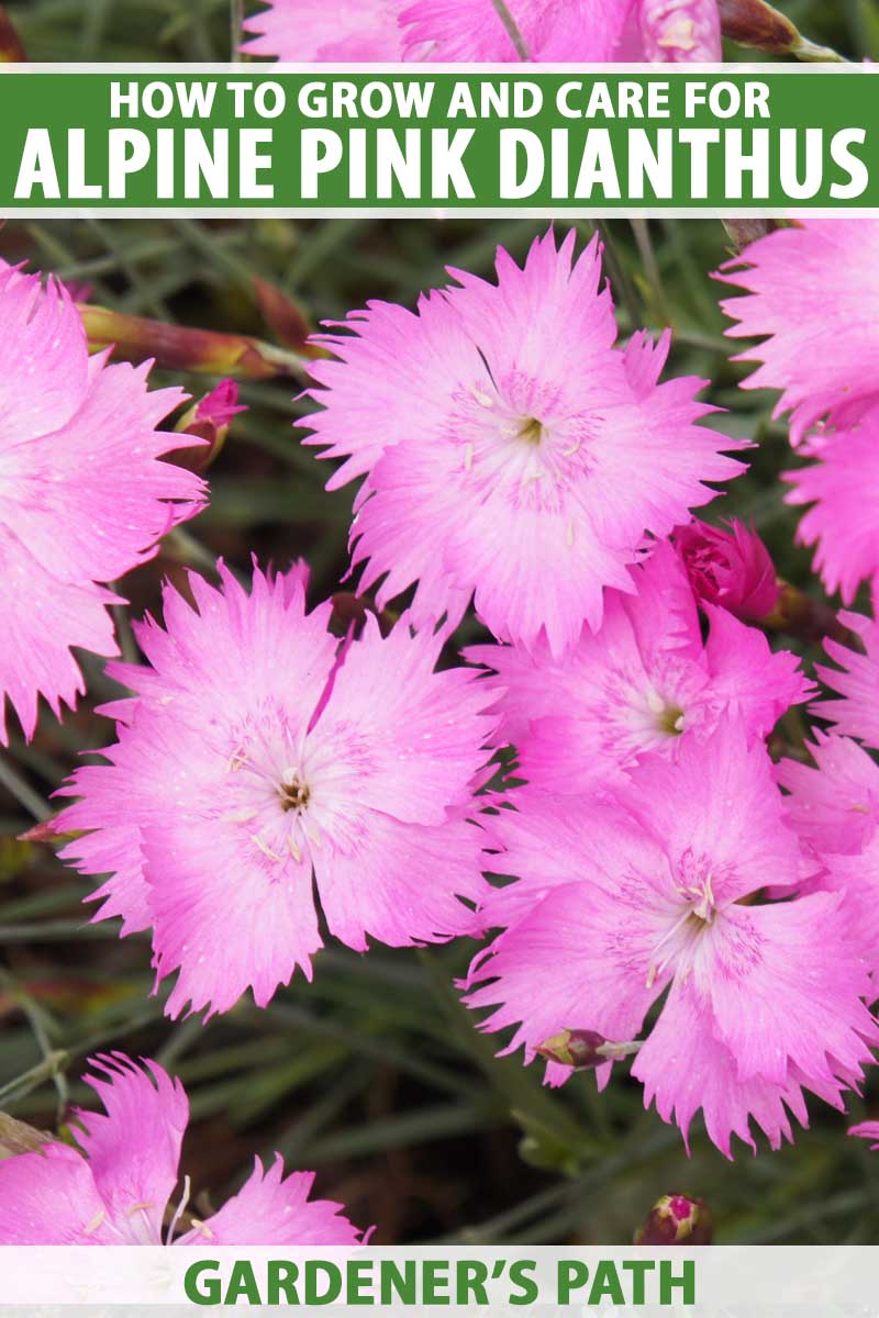 A close up vertical image of bright pink Dianthus alpinus (alpine pinks) flowers pictured on a soft focus background. To the top and bottom of the frame is green and white printed text.