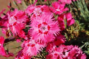 A close up horizontal image of vibrant pink Dianthus gratianopolitanus (Cheddar pinks) flowers growing in a sunny garden.