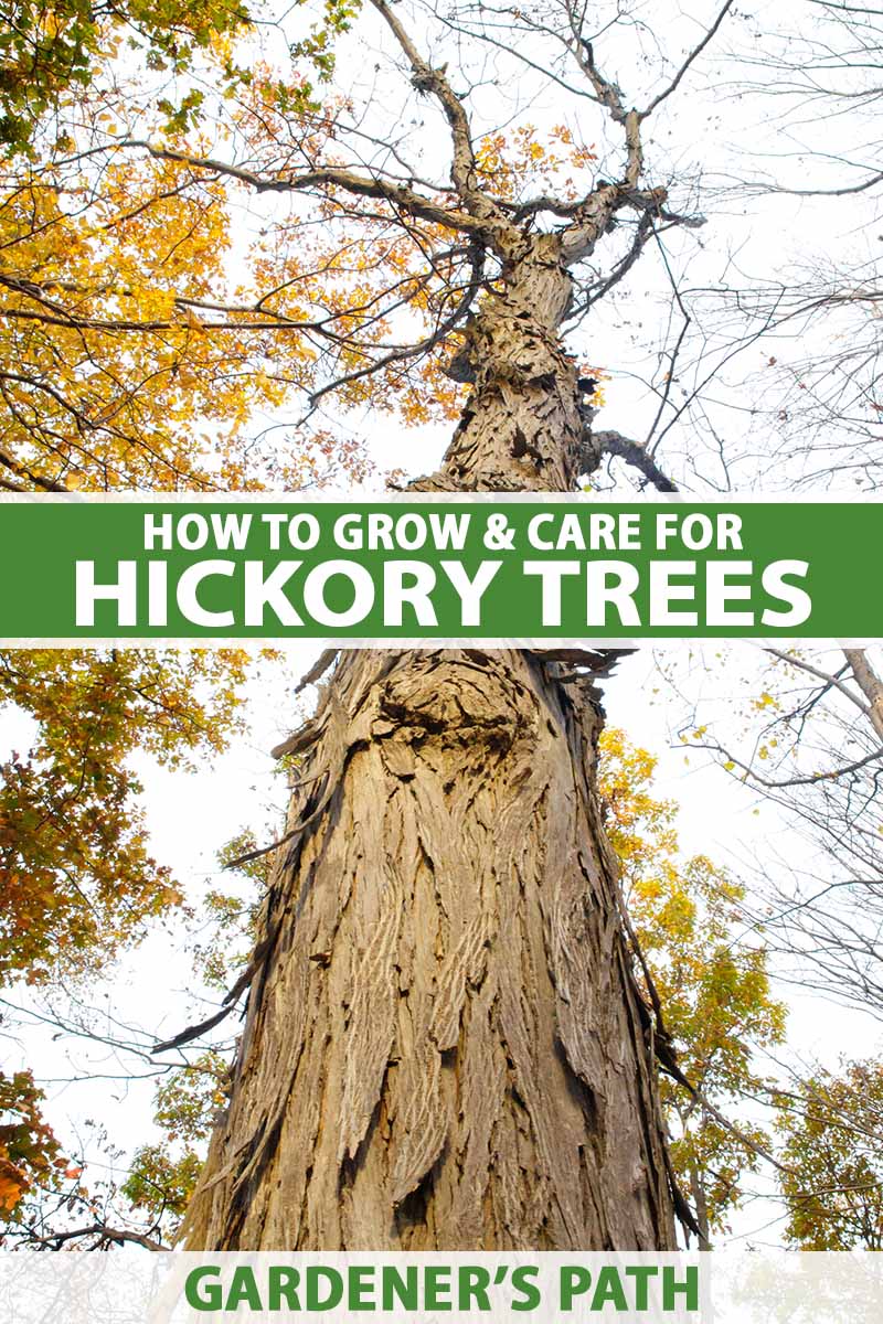 A vertical image of a hickory tree pictured from below showing a close up of the bark with the canopy up top. To the center and bottom of the frame is green and white printed text.