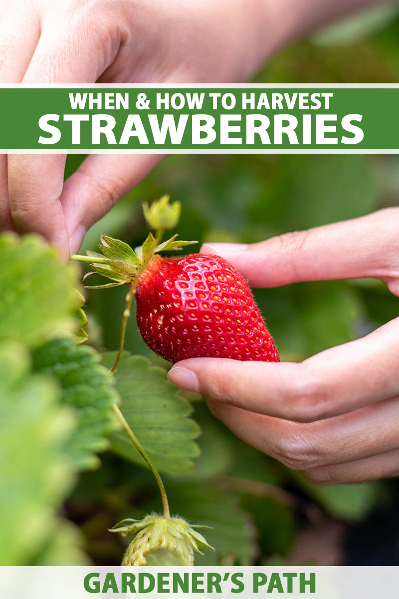 A close up vertical image of two hands picking a ripe strawberry pictured on a soft focus background. To the top and bottom of the frame is green and white printed text.
