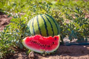 A close up horizontal image of bright red ripe slice of watermelon with a whole fruit in the background set on the ground outdoors.