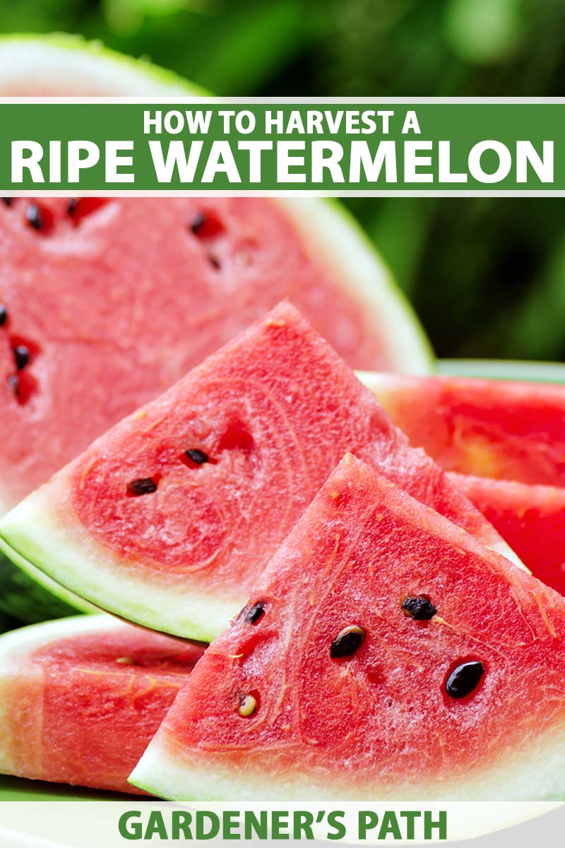A close up vertical image of a half and sliced ​​watermelon pictured on a soft focus background.  To the top and bottom of the frame is green and white printed text.