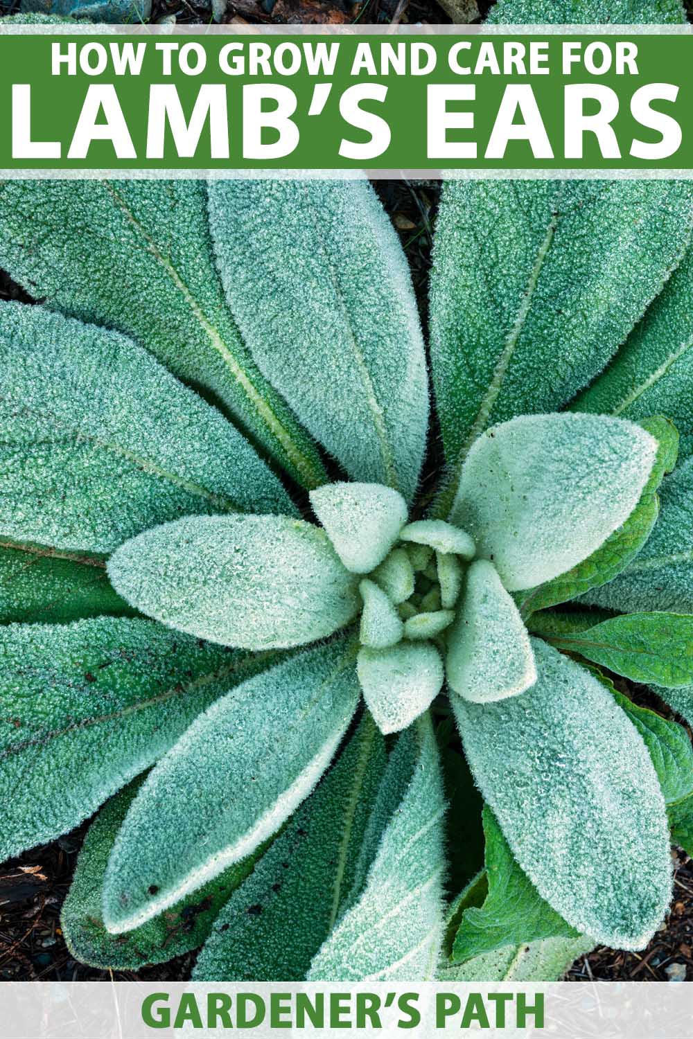 How to Plant, Grow, and Care for Lamb’s Ear (Stachys byzantina)