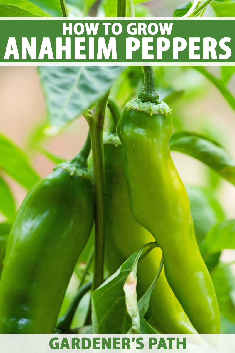 A close up vertical image of green Anaheim peppers growing in the garden pictured on a soft focus background. To the top and bottom of the frame is green and white printed texted text.