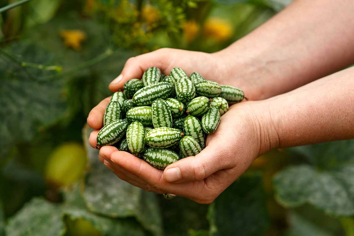 A close up horizontal image of two hands holding a bunch of freshly harvested cucamelons aka Mexican sour gherkins pictured on a soft focus background.