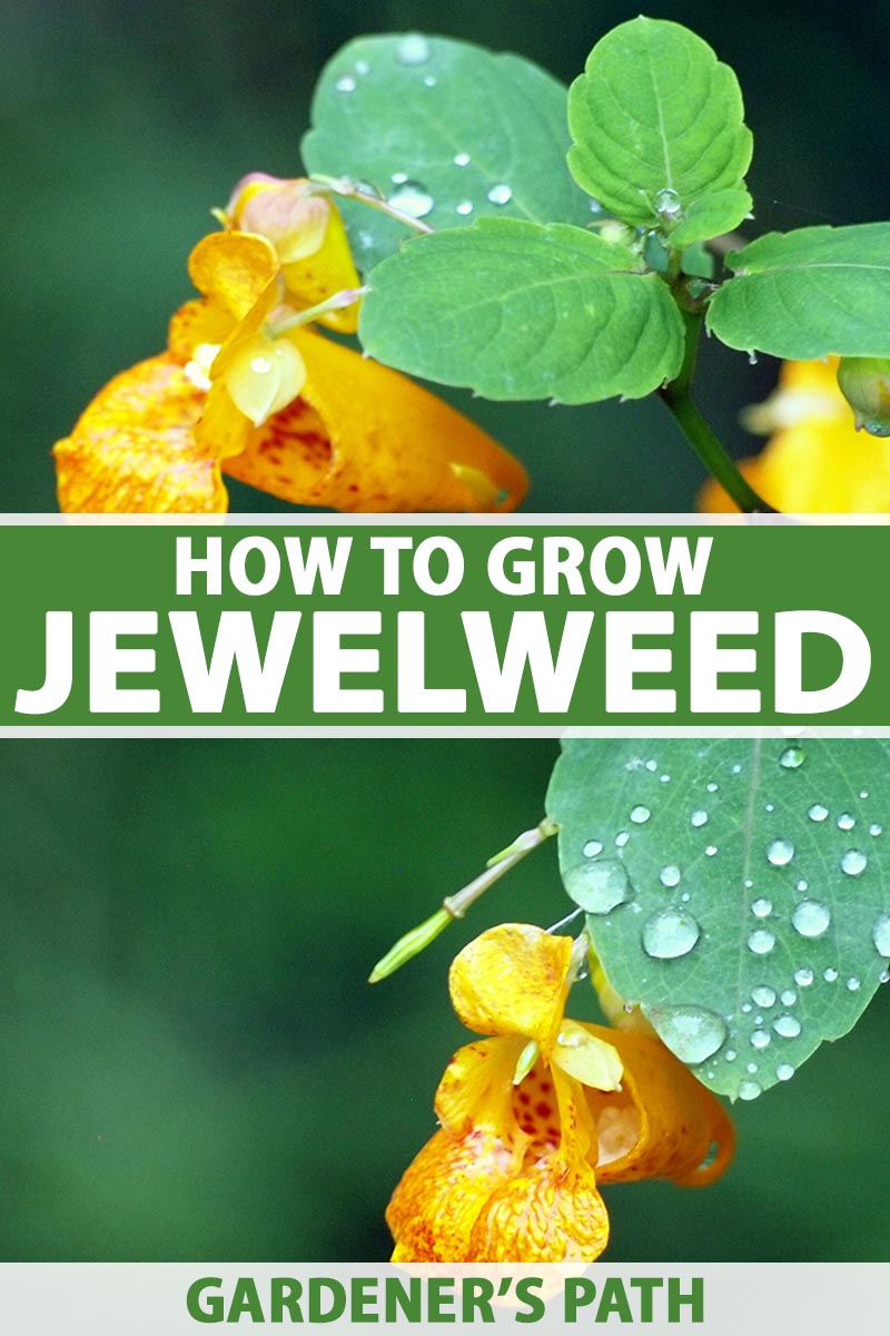 how to plant and grow jewelweed in the garden | gardener's path