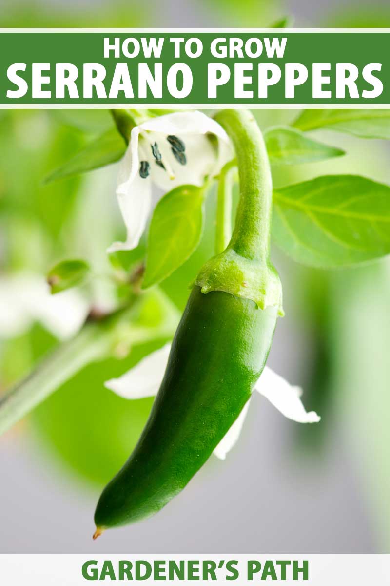 A close up vertical image of a green serrano pepper growing on the shrub pictured on a soft focus background.