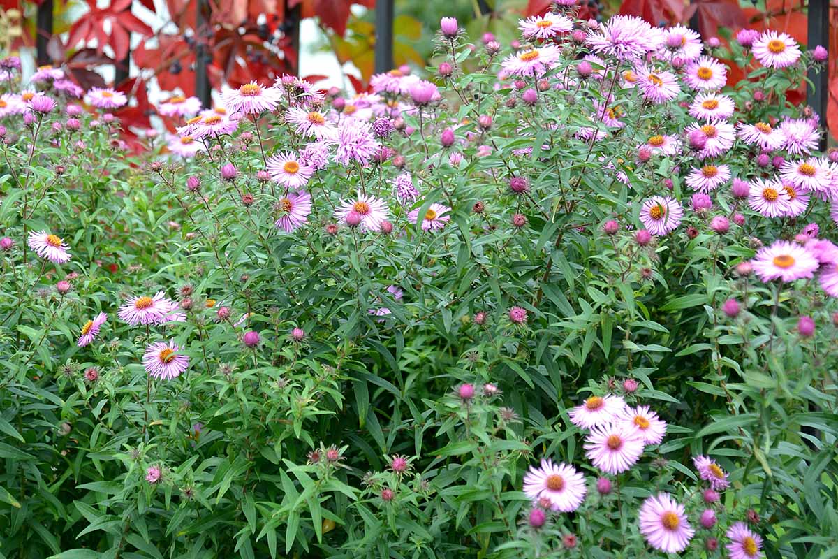 A close up horizontal image of a swath of pink asters growing in the garden.