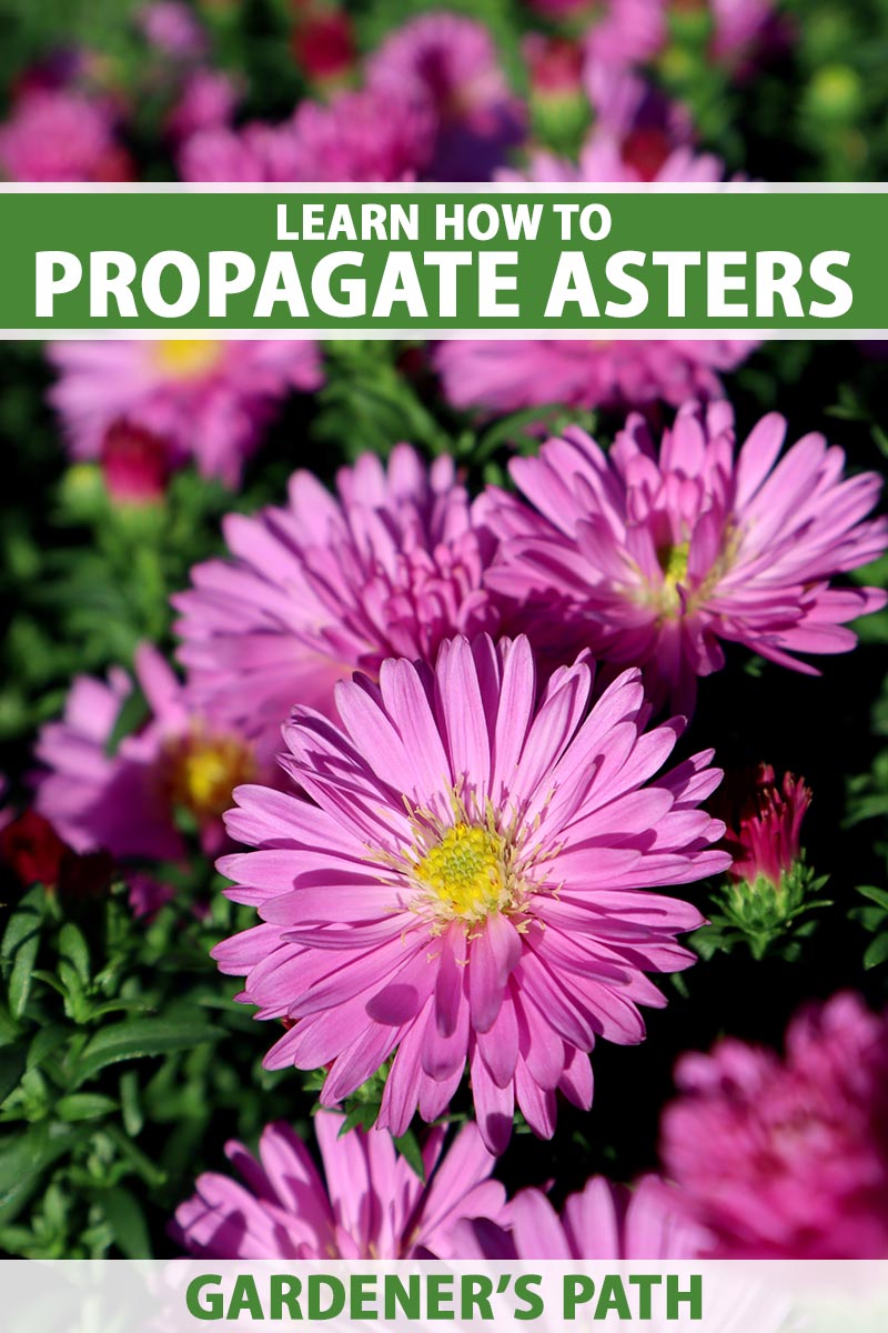 A close up vertical image of bright pink asters growing in the autumn garden pictured in light sunshine.  To the top and bottom of the frame is green and white printed text.
