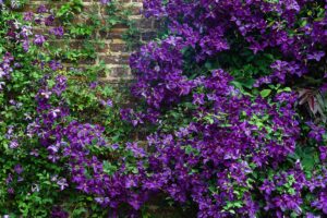 A close up horizontal image of purple clematis vines growing up a brick wall.