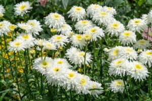 A close up horizontal image of Shasta daisies growing in a sunny garden.