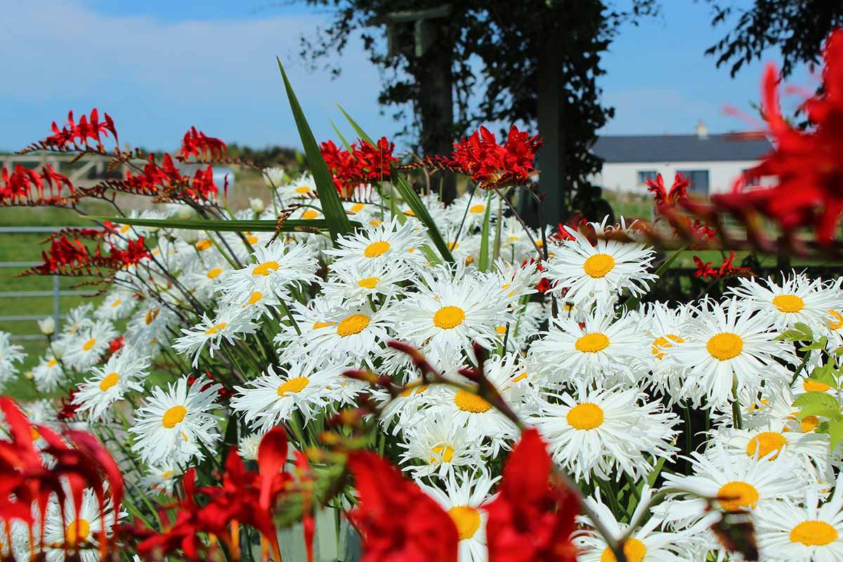 A close up horizontal image of Shasta daisies growing in a cottage garden pictured in bright sunshine.