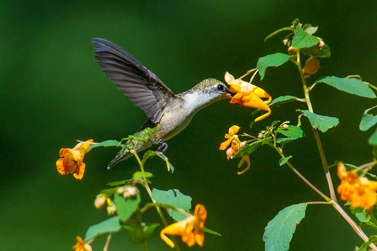 A close up horizontal image of a hummingbird feeding from wild impatiens flowers pictured on a soft focus background.