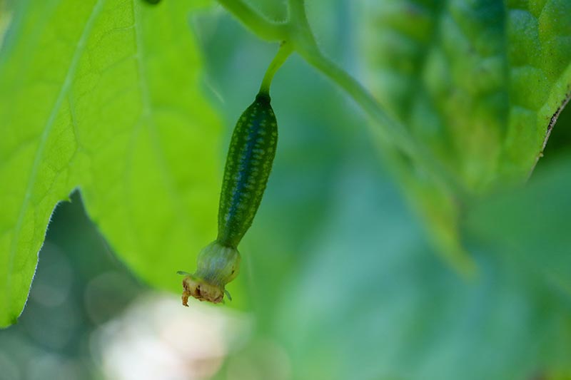 A close up horizontal image of a small cucamelon (aka Mexican sour gherkin) growing on the vine pictured on a soft focus background.