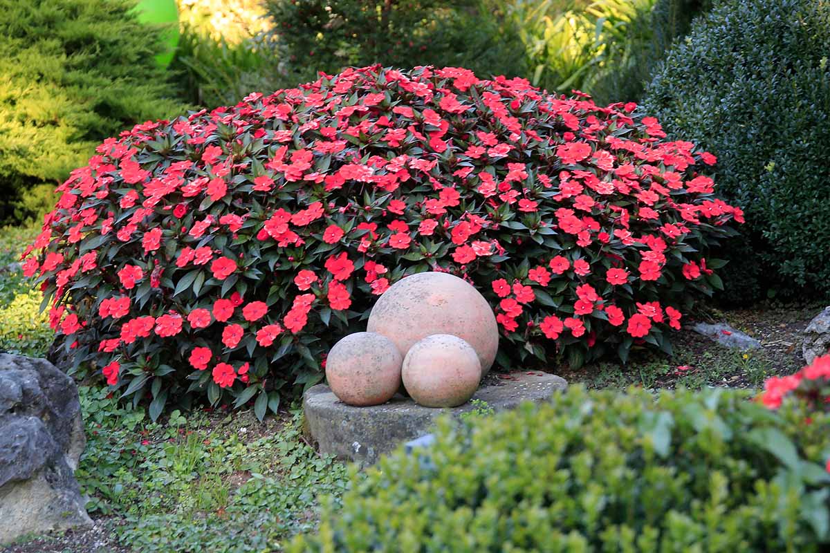 A horizontal image of a clump of bright red impatiens growing in a rock garden.