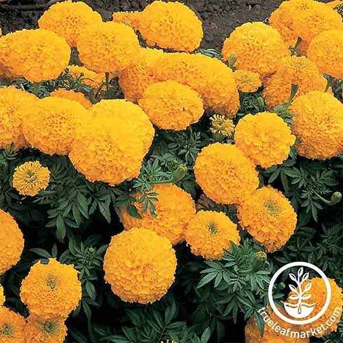 A close up square image of bright orange Tagetes erecta 'Inca II Gold' growing in the garden. At the bottom right of the frame is a white circular logo.