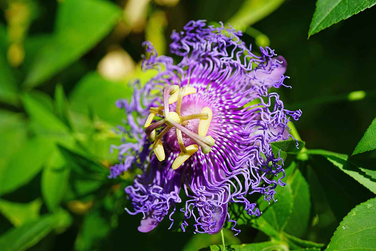 A close up horizontal image of a purple Passiflora 'Incense' flower pictured in bright sunshine with foliage in soft focus in the background.