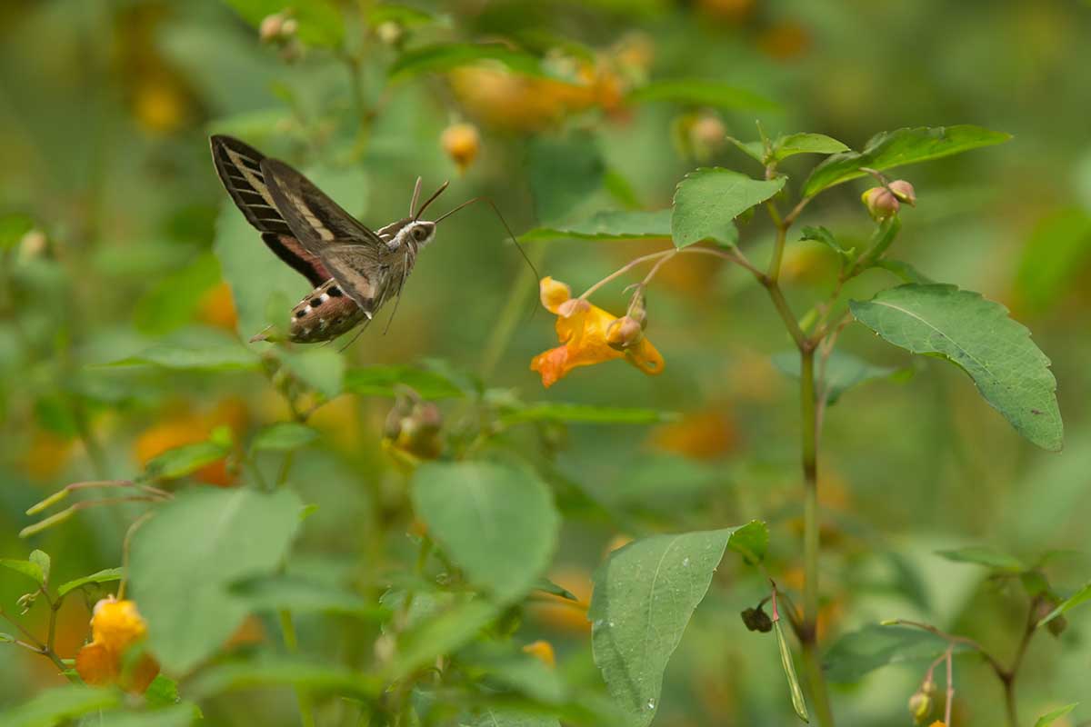 A close up horizontal image of a sphinx moth feeding from a wild impatiens flower.